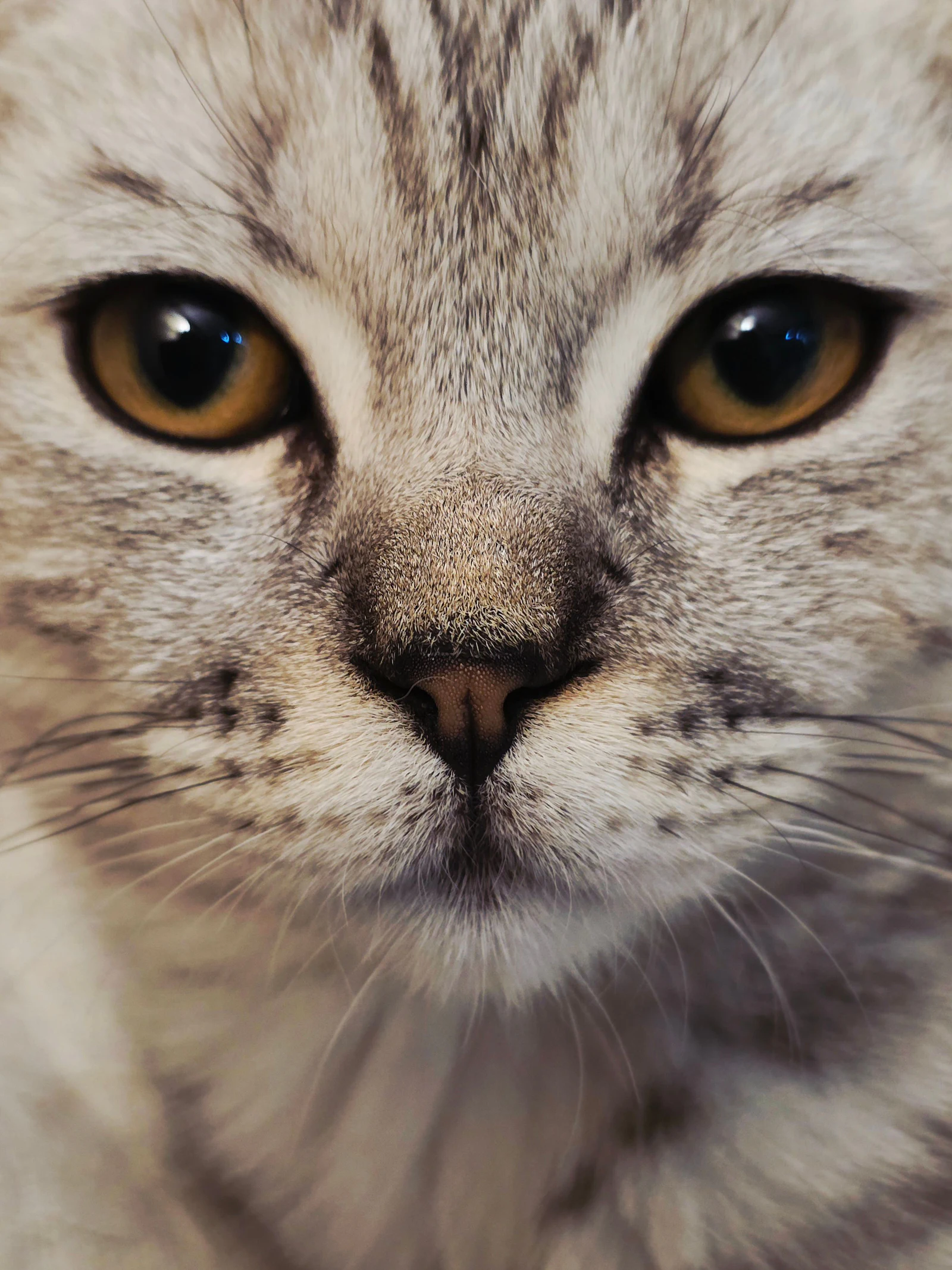 Gato de perto, de olhos amarelos