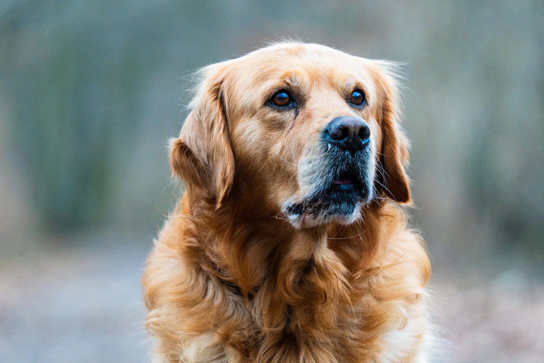 Golden retriever a olhar para a câmara