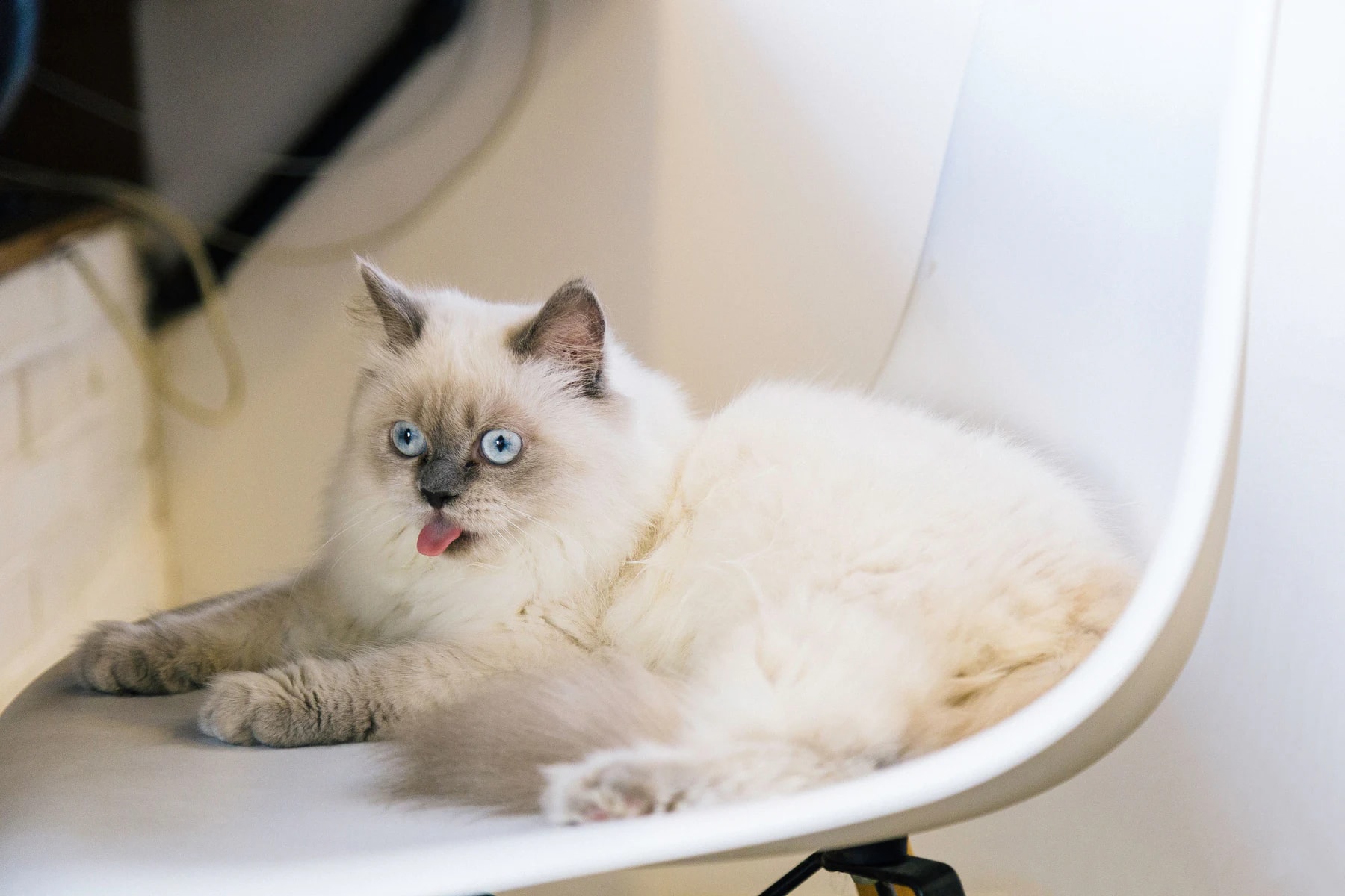 Gato branco deitado numa cadeira