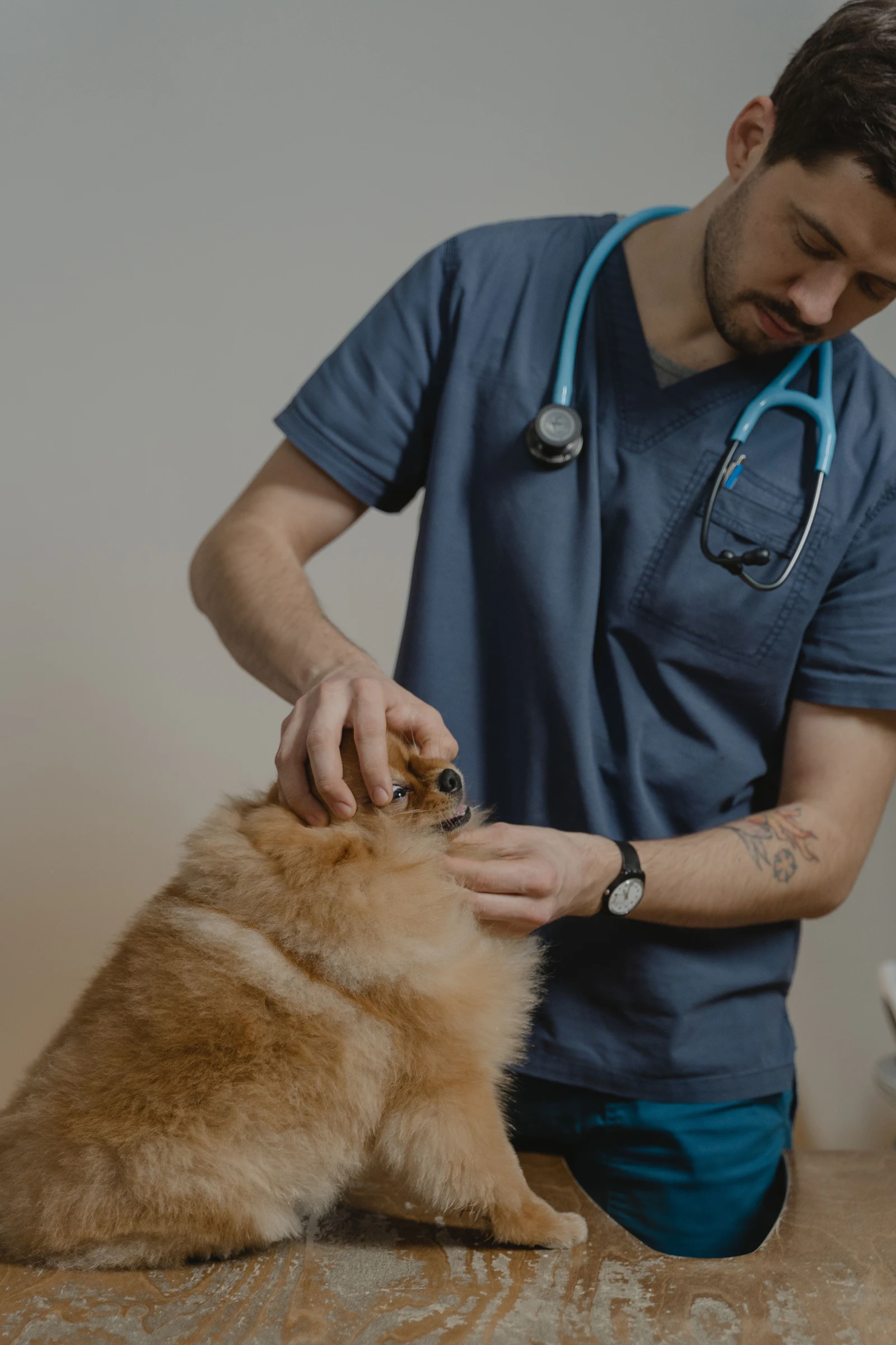 Veterinário a examinar um cão pomerânia